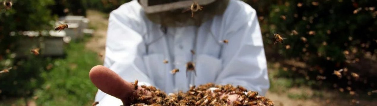 Тепер бджолам не страшні пестициди