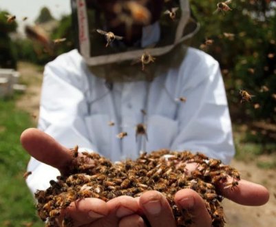 Тепер бджолам не страшні пестициди