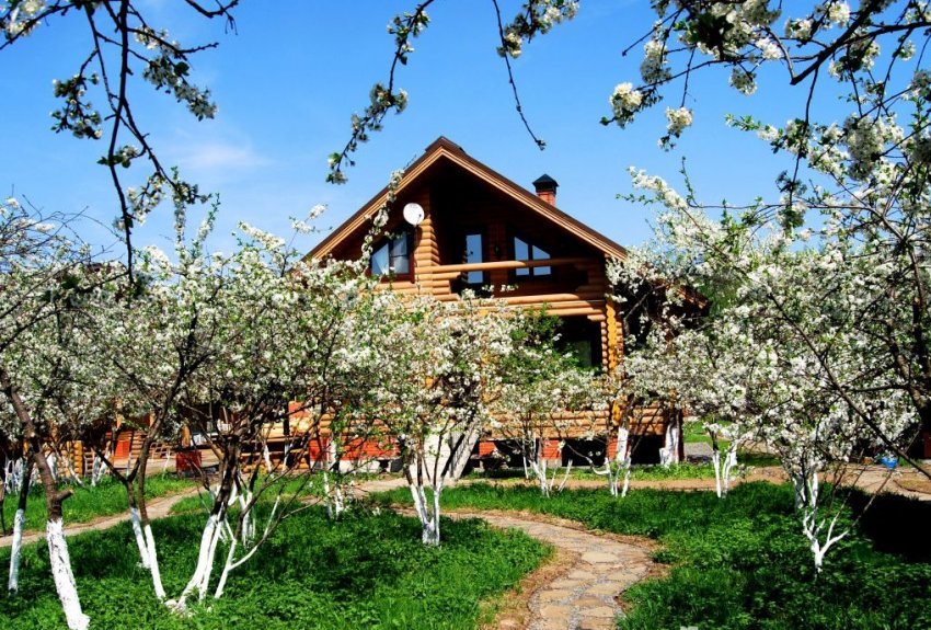 Дерева на ділянці Дерева на ділянці