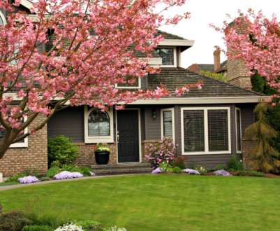 Руйнівна сила. Не саджайте ці дерева поруч з будинком!