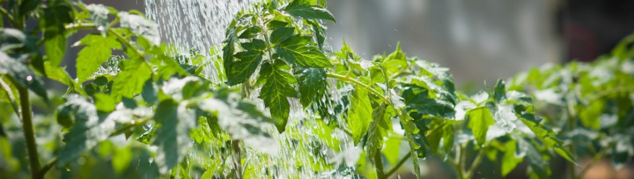 Томати будуть хворіти, якщо ви їх неправильно поливаєте. 5 найпоширеніших помилок