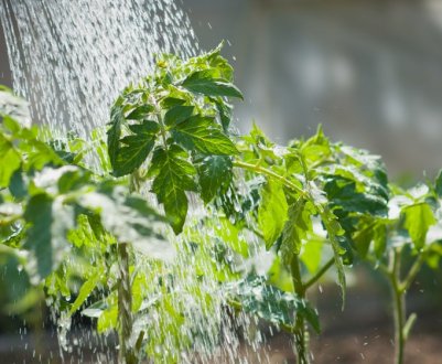 Томати будуть хворіти, якщо ви їх неправильно поливаєте. 5 найпоширеніших помилок
