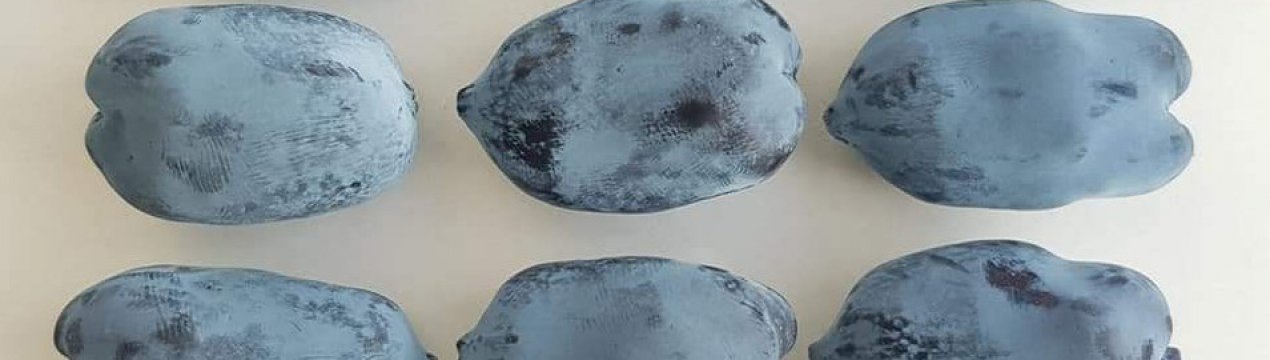 В Україні виростили найбільшу у світі ягоду калини