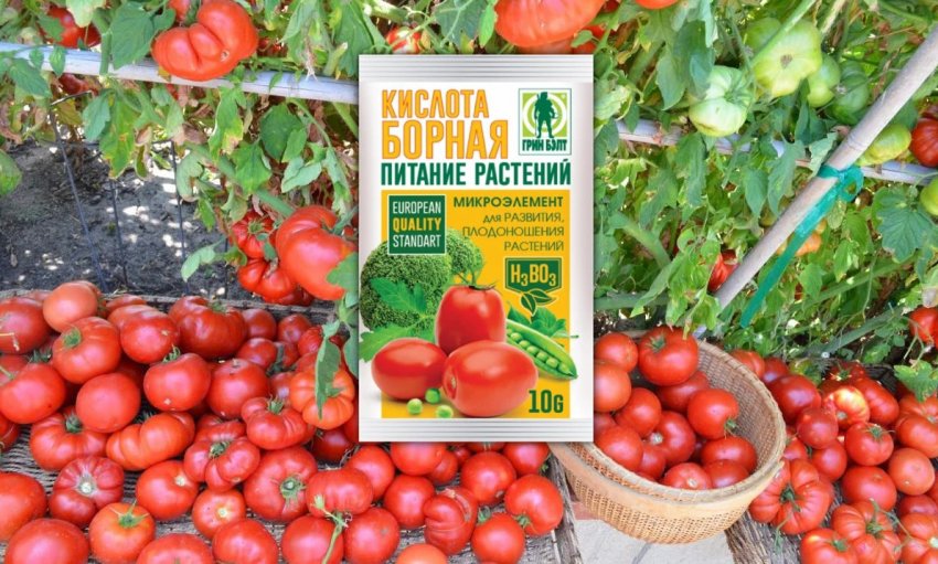 Борна кислота для томатів Борна кислота для томатів