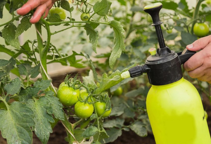 Оприскування помідорів Оприскування помідорів