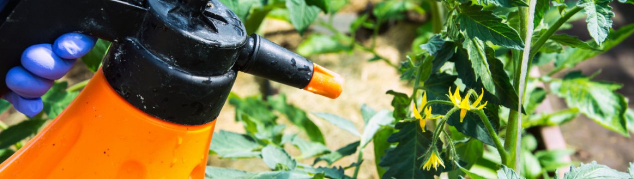 Борна кислота врятує ваші помідори у липні