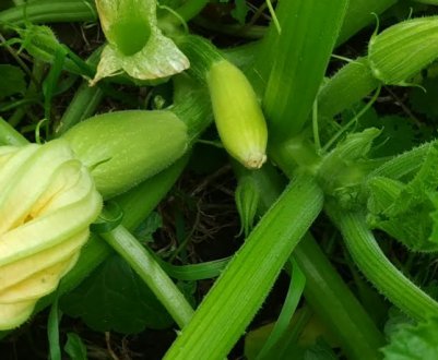 Як отримати багато кабачків з одного куща? Формування з секретом