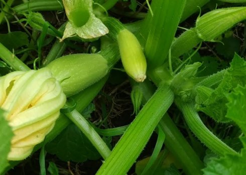 Як отримати багато кабачків з одного куща? Формування з секретом