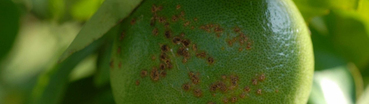 Учені виявили небезпечну хворобу цитрусових