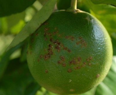 Учені виявили небезпечну хворобу цитрусових