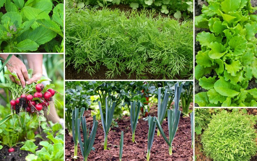 Посадка рослин в липні Посадка рослин в липні