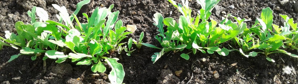 Що посадити зараз, щоб отримати врожай до осені?