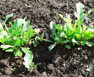 Що посадити зараз, щоб отримати врожай до осені?