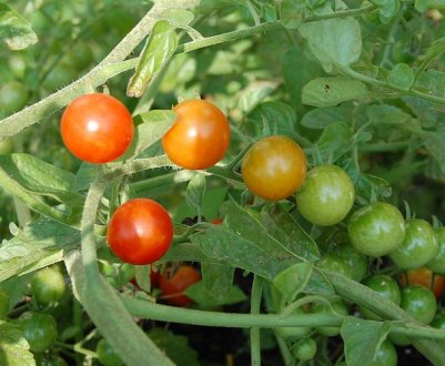 Поспішать за ніч! Як прискорити дозрівання помідорів?