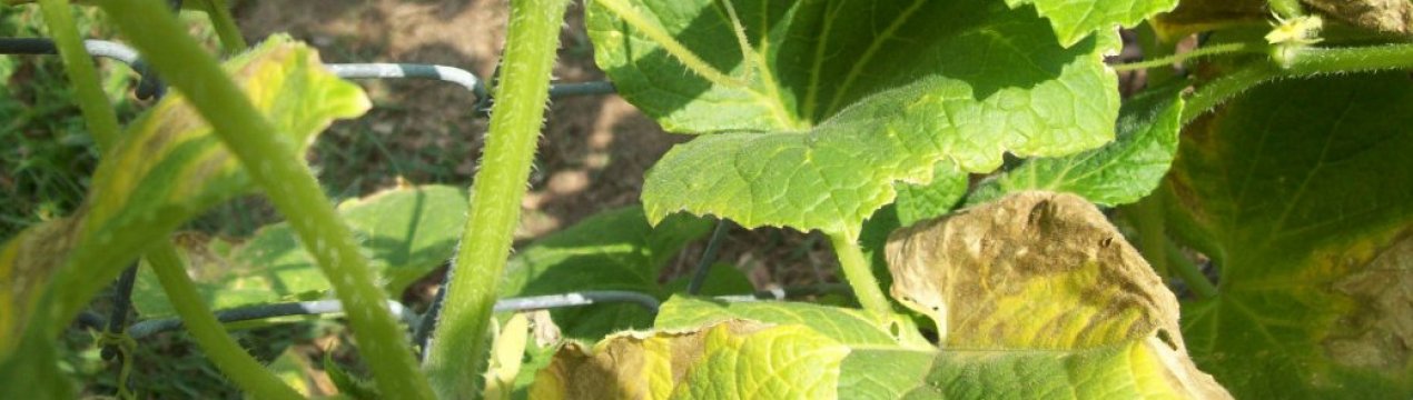 Як врятувати огірки від посівних симптомів без диво-засобів, за допомогою доступних продуктів