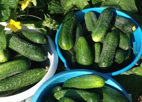 Як доглядати за огірками в серпні, щоб збирати плоди до морозів