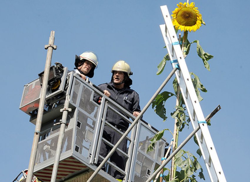 Найвищий соняшник у світі