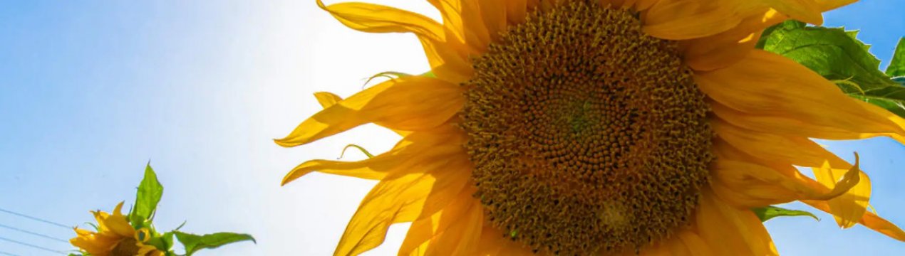 Садівникам вдалося виростити найвищий соняшник на планеті