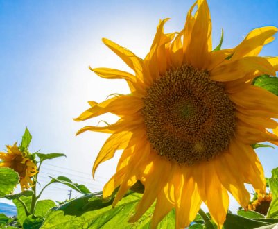 Садівникам вдалося виростити найвищий соняшник на планеті