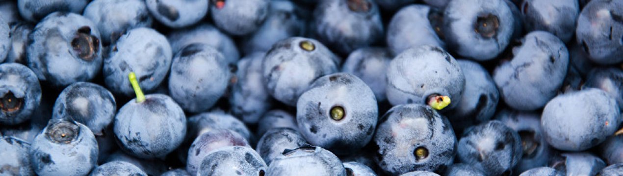 Органічна чорниця українського виробництва виходить на ринок Малайзії