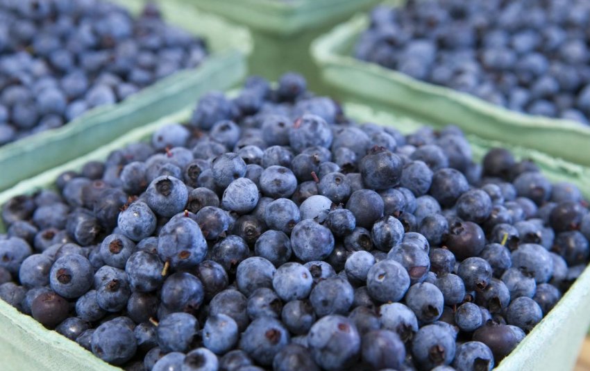 Експорт черники