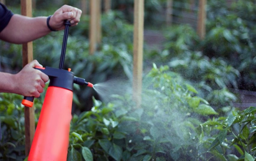 Оприскування перцю Оприскування перцю