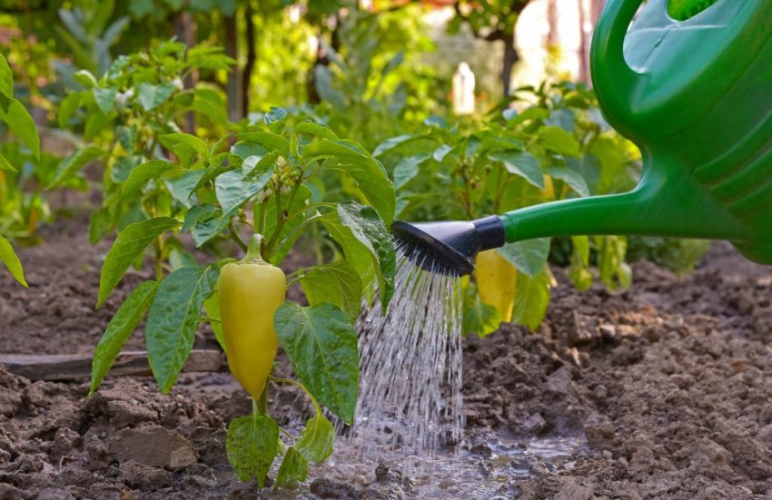 Підживлення перця в період дозрівання Підживлення перця в період дозрівання