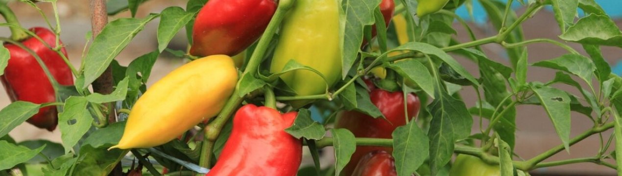 Не мордуйте перці голодом! Важлива підгодівля у період дозрівання