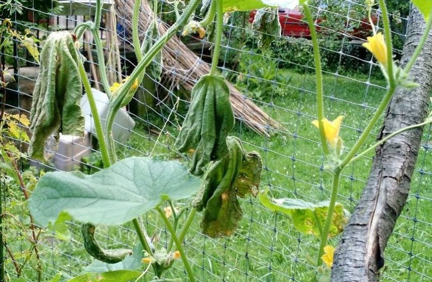 Увядання кабачків Увядання кабачків
