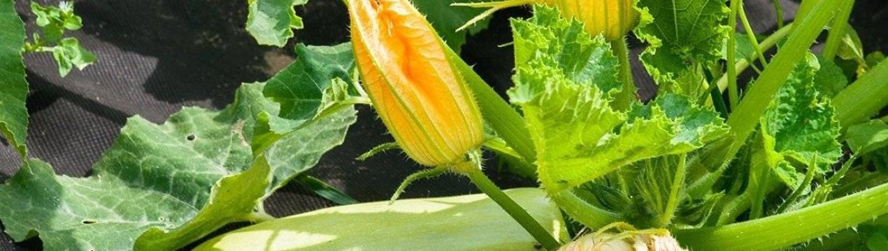 Просте добриво, після якого кабачки засиплють вас врожаєм