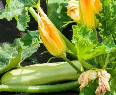 Просте добриво, після якого кабачки засиплють вас врожаєм