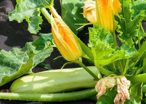 Просте добриво, після якого кабачки засиплють вас врожаєм