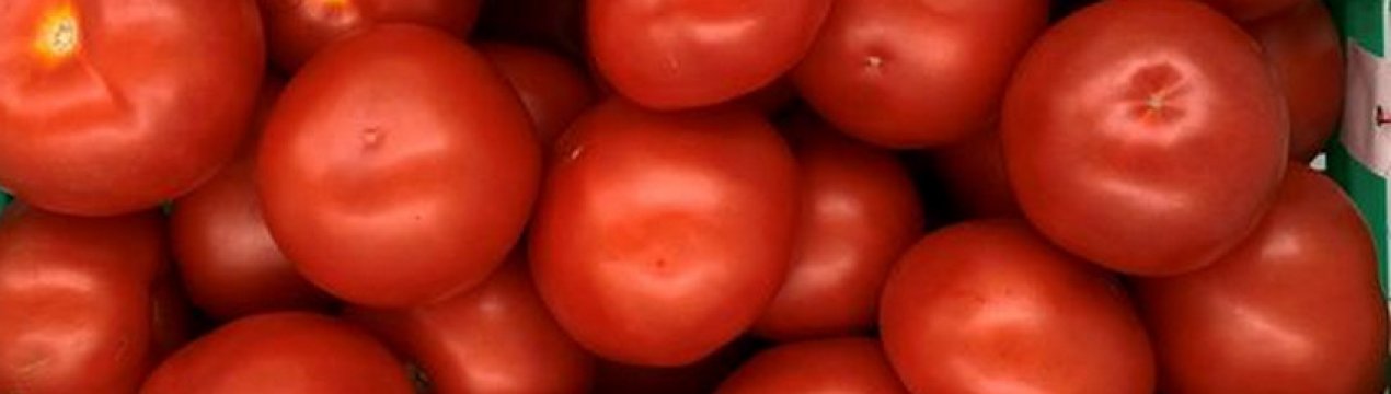 Учені вивели нові сорти томатів