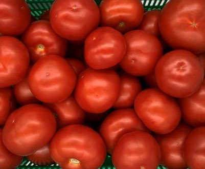 Учені вивели нові сорти томатів
