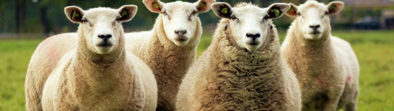 Ірландські вівці будуть працювати на благо громадськості