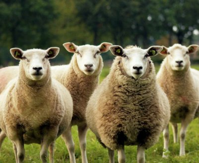 Ірландські вівці будуть працювати на благо громадськості