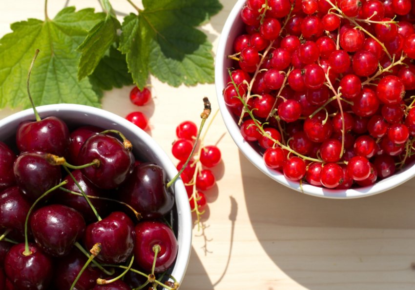 Вишня та смородина Вишня та смородина