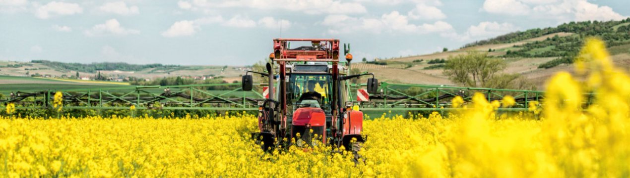 В Україні очікується рекордний врожай рапсу