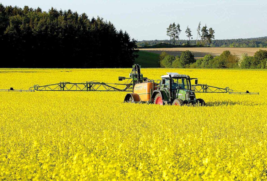 Вирощування рапсу Вирощування рапсу