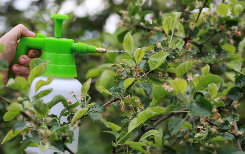 Обробка яблунь від листожору Обробка яблунь від листожору