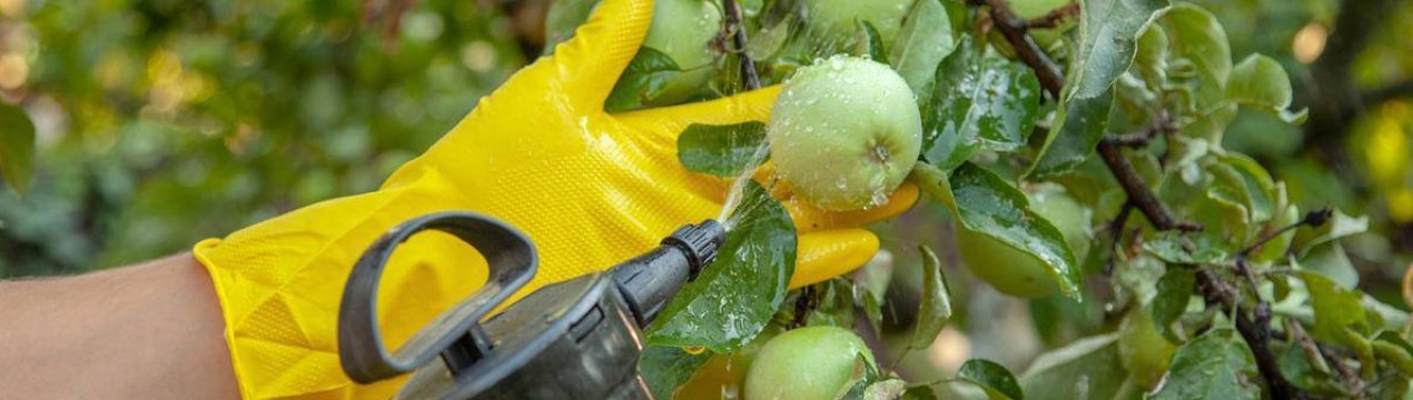 Всі яблука на деревах червиві? Що можна зробити зараз, щоб врятувати сад від фруктоїдок?