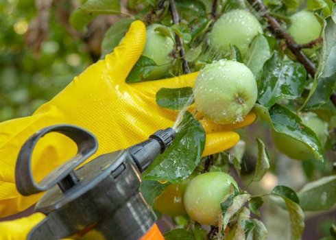 Все яблоки на деревьях червивые? Что можно сделать сейчас, чтобы спасти сад от плодожорки