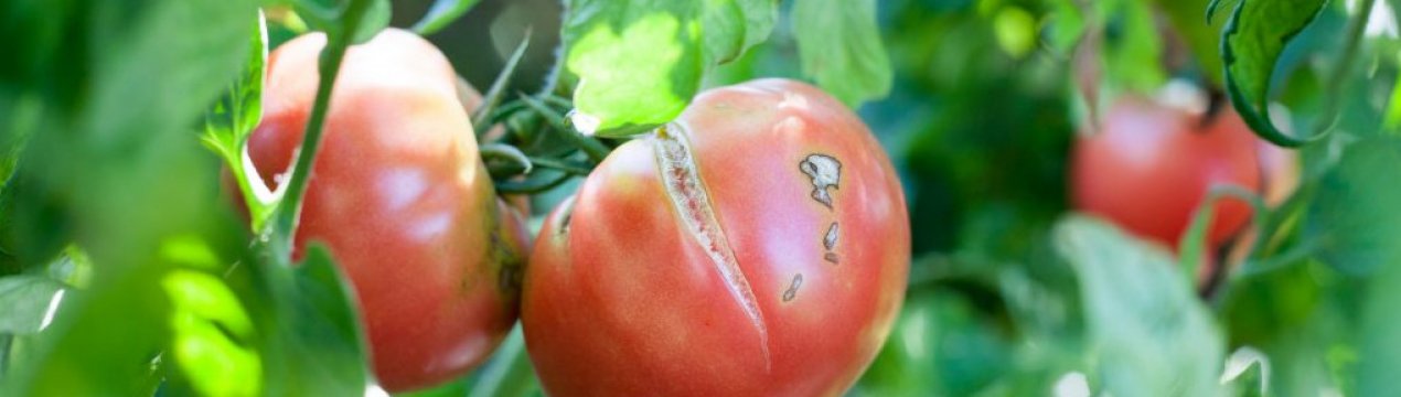 Не втрачайте врожай через неправильну агротехніку! Як уникнути тріщання томатів?