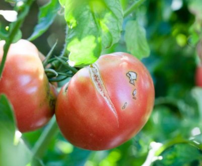 Не втрачайте врожай через неправильну агротехніку! Як уникнути тріщання томатів?