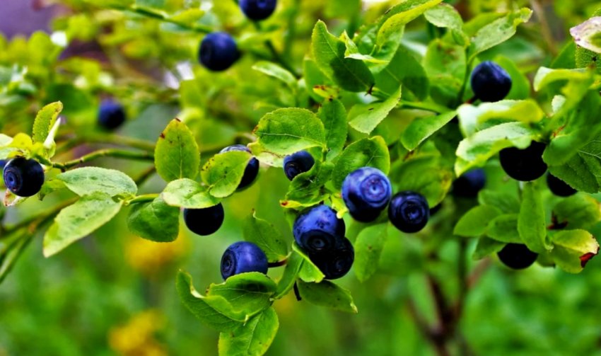 Дикая черника