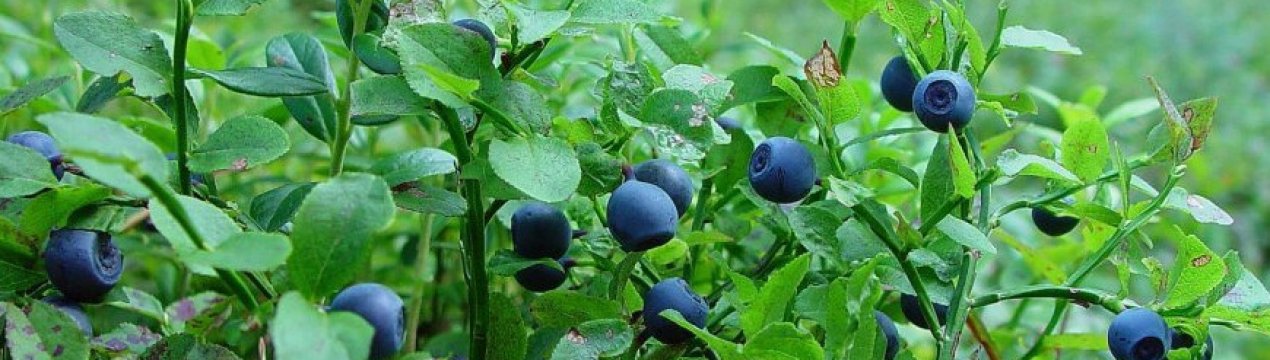 Найкраща ягода для мозку