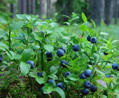 Найкраща ягода для мозку