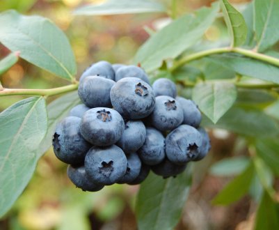 Вчені визначили найкращий сорт черники