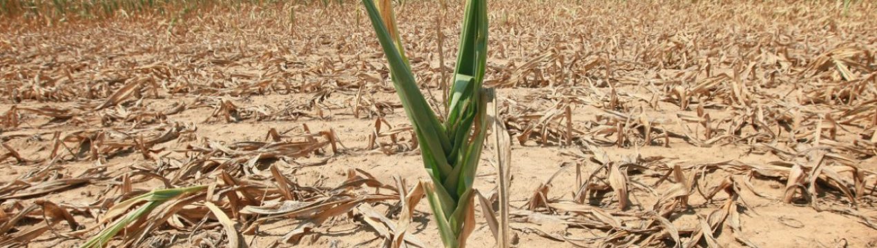 Звичні агрокультури можуть зникнути з території України