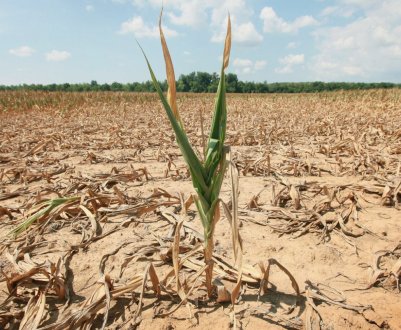 Звичні агрокультури можуть зникнути з території України